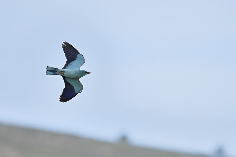European Roller (Coracias garrulus)