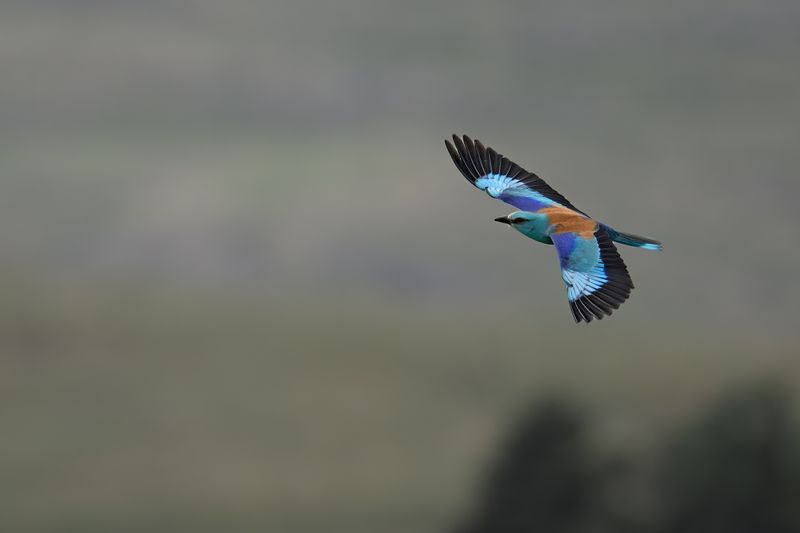 European Roller (Coracias garrulus)