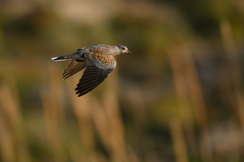 European Turtle Dove (Streptopelia turtur)
