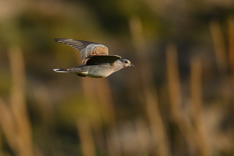 European Turtle Dove (Streptopelia turtur)