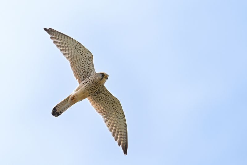 Lesser Kestrel (Falco naumanni)