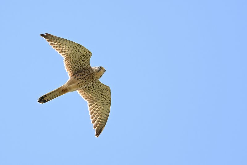 Lesser Kestrel (Falco naumanni)