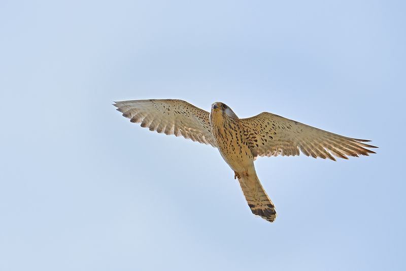 Lesser Kestrel (Falco naumanni)