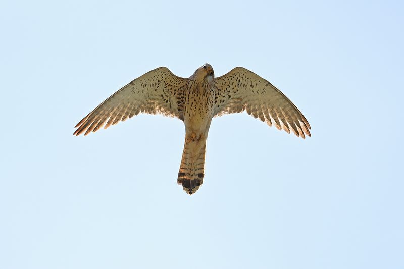 Lesser Kestrel (Falco naumanni)