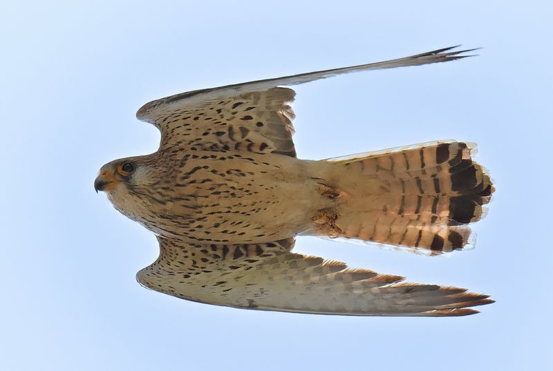 Gallery Lesser Kestrel