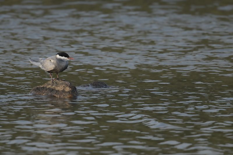 Gallery Whiskered Tern