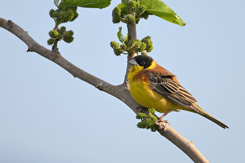 Black-headed Bunting (Emberiza melanocephala)