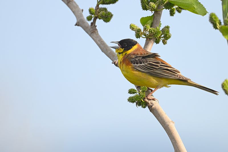 Gallery Black-headed Bunting