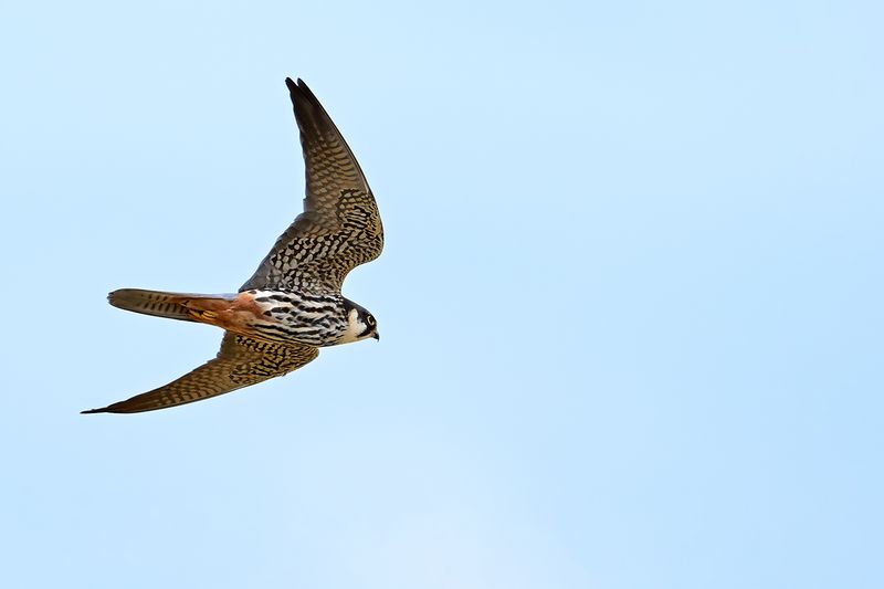 Gallery Eurasian Hobby