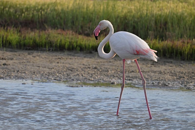 Flamingo  (Phoenicopterus roseus)