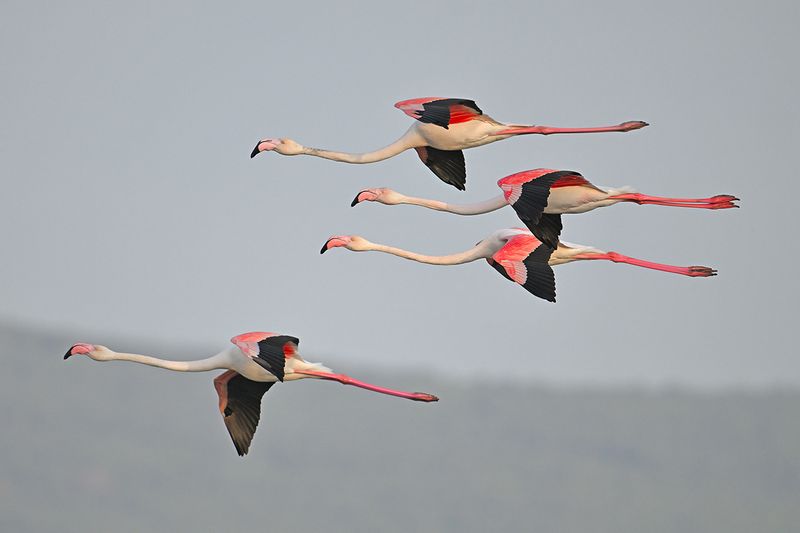 Flamingo