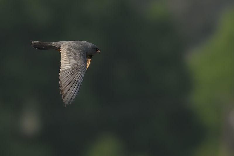 Red Footed Falcon (Falco vespertinus)