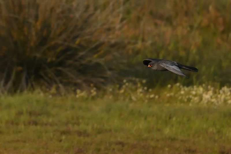 Red Footed Falcon (Falco vespertinus)