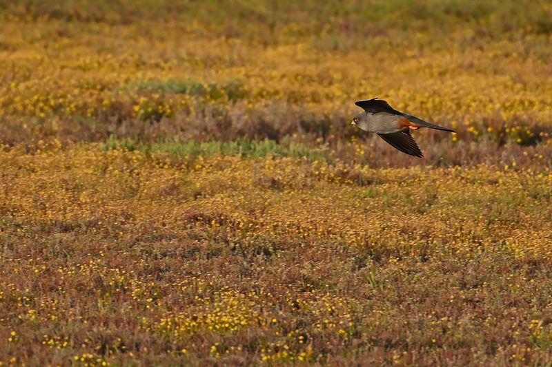 Red Footed Falcon (Falco vespertinus)