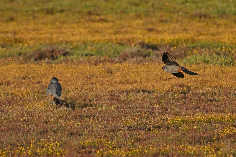Red Footed Falcon (Falco vespertinus)