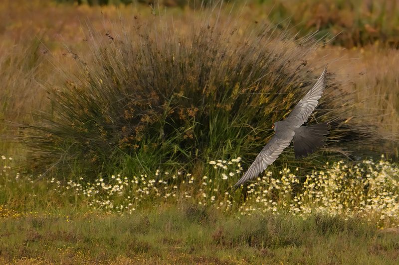 Gallery Red Footed Falcon