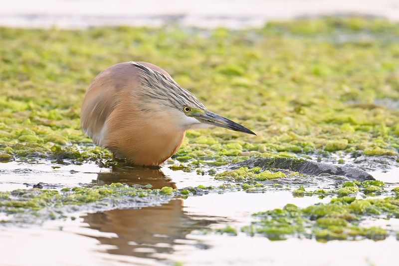Squacco Heron (Ardeola ralloides)