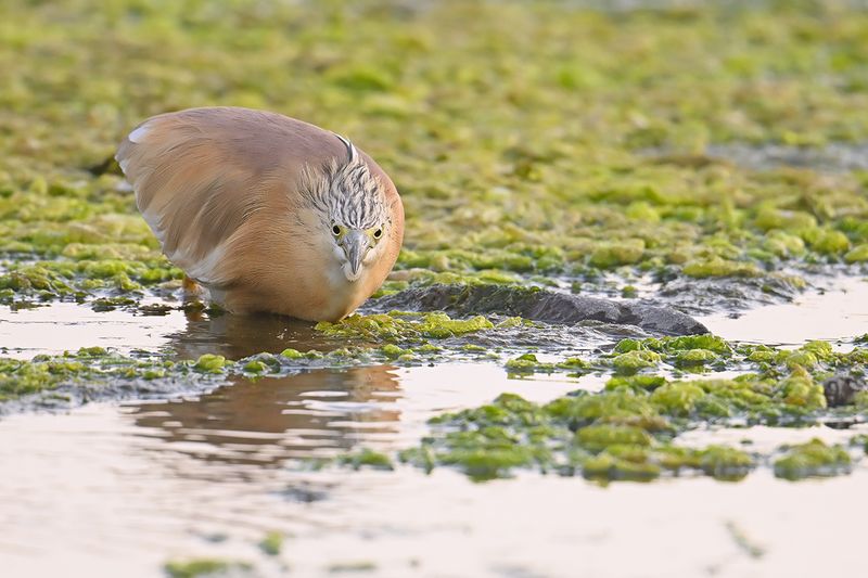 Gallery Squacco Heron