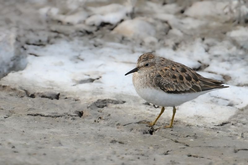 Gallery Temminck's Stint