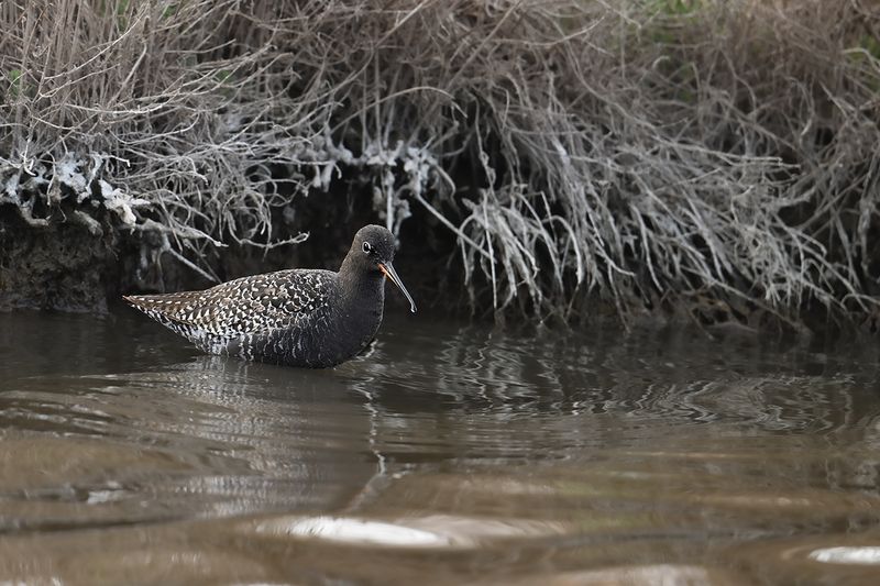 Spotted Redshank (Tringa erythropus) 