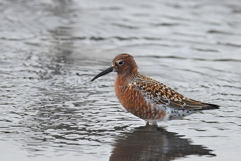 Curlew Sandpiper (Calidris ferruginea)	