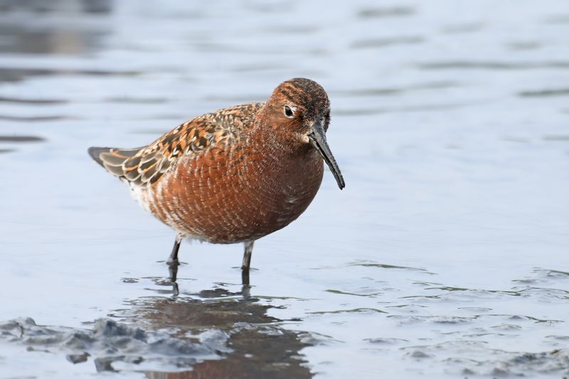 Curlew Sandpiper (Calidris ferruginea)	