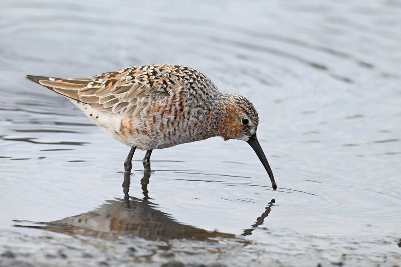 Gallery Curlew Sandpiper