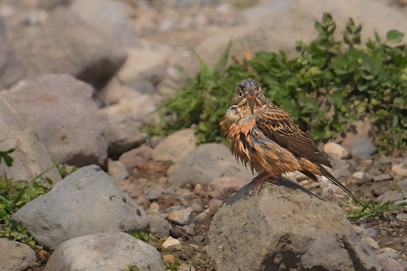 Gallery Cretzschmar's Bunting