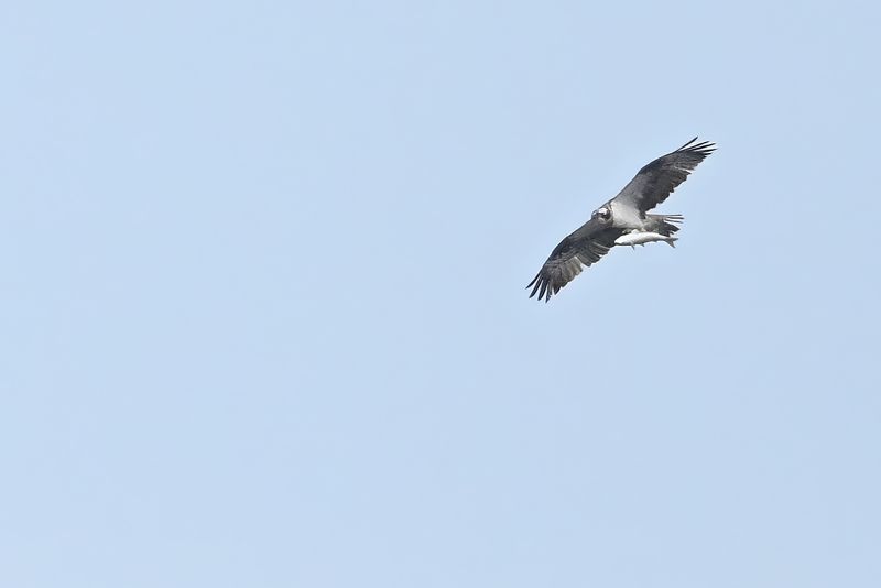 Gallery Osprey World
