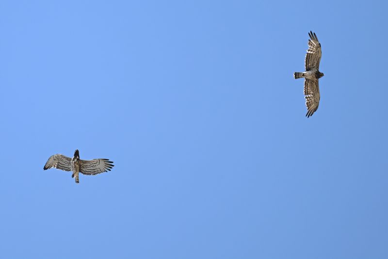 Gallery Short toed Eagle