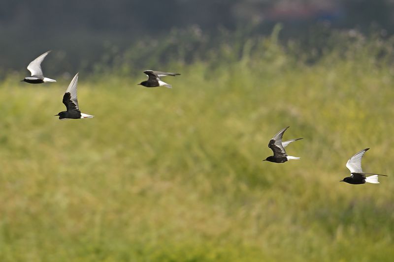 White-winged Tern (Chlidonias leucopterus)