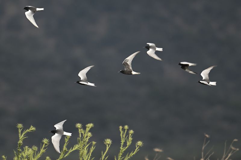 White-winged Tern (Chlidonias leucopterus)