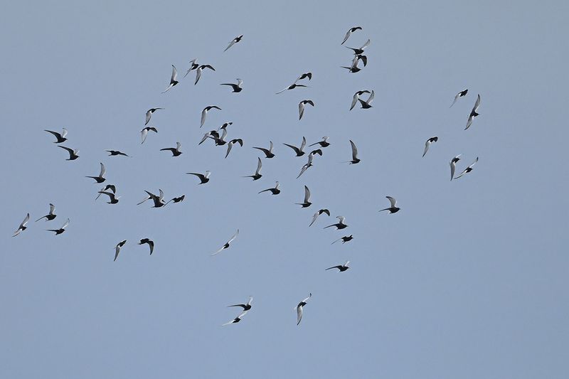 White-winged Tern (Chlidonias leucopterus)