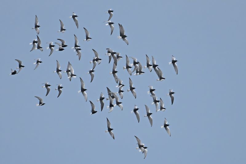 Gallery White-winged Black Tern
