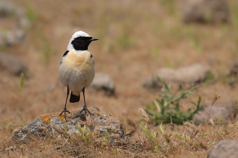 Gallery Eastern Black-eared Wheatear