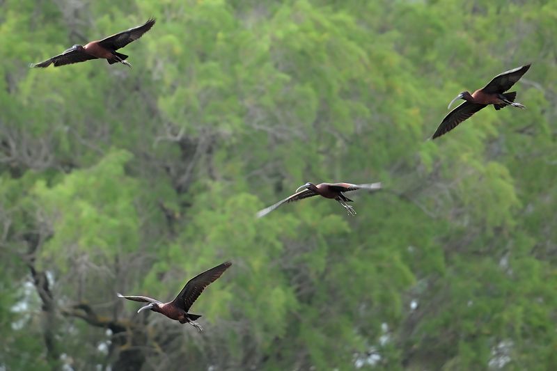 Gallery Glossy Ibis