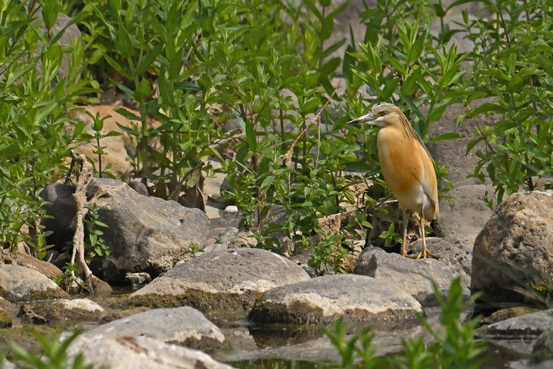 Squacco Heron (Ardeola ralloides)