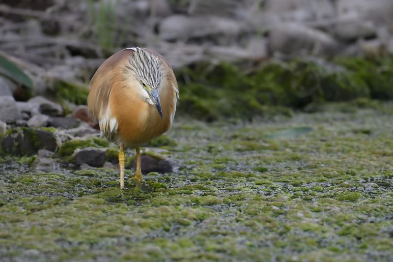 Gallery Squacco Heron
