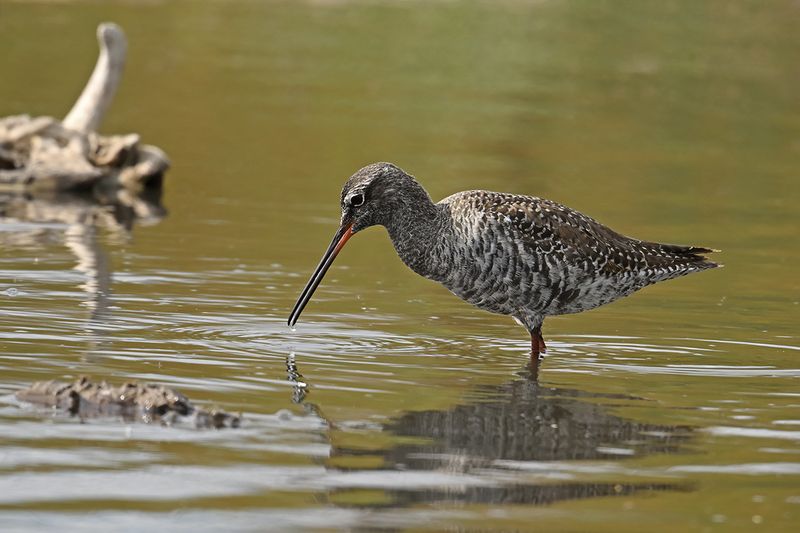 Spotted Redshank (Tringa erythropus) 
