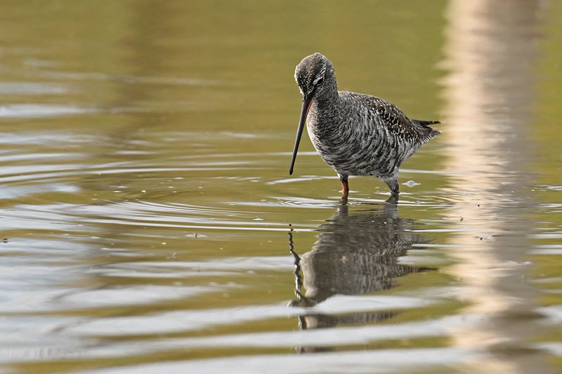 Spotted Redshank (Tringa erythropus) 