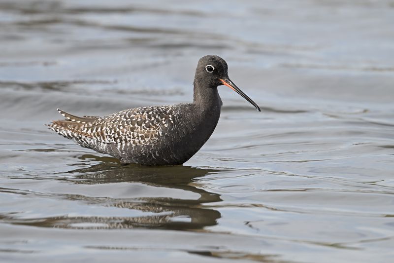 Gallery Spotted Redshank