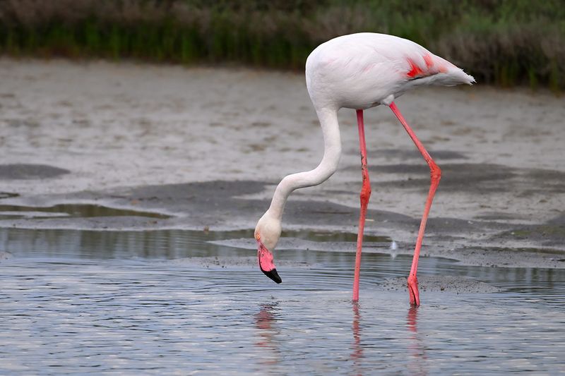 Flamingo  (Phoenicopterus roseus)