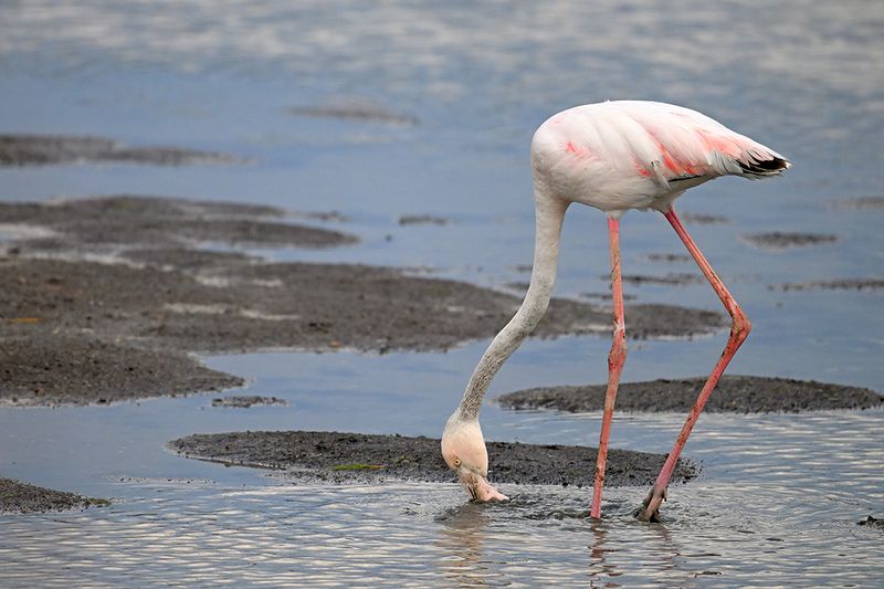 Flamingo  (Phoenicopterus roseus)