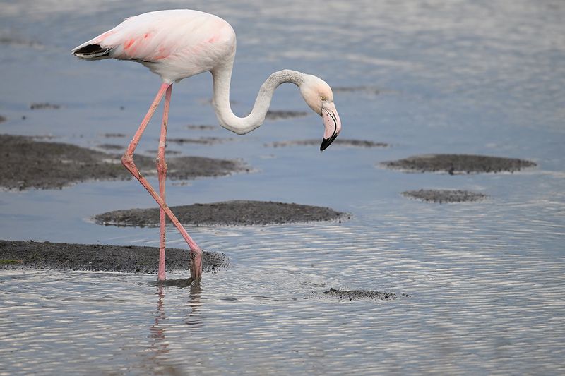 Flamingo  (Phoenicopterus roseus)