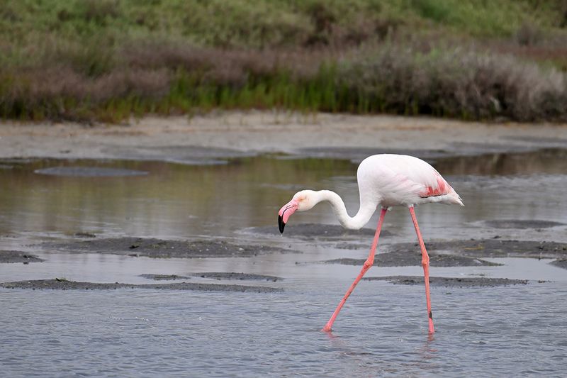Flamingo  (Phoenicopterus roseus)