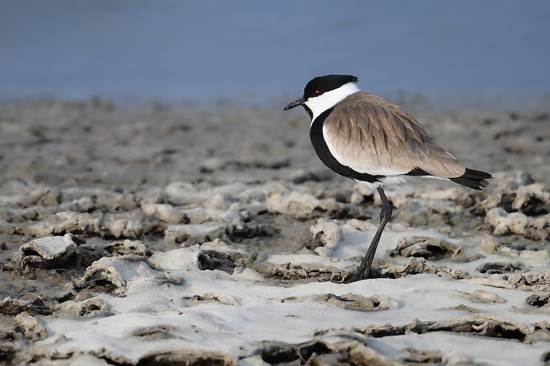 Gallery Spur-winged Plover