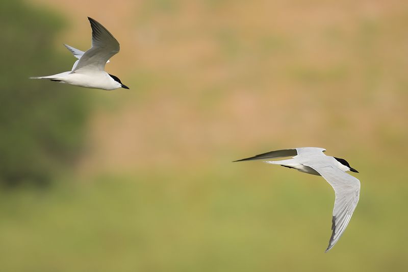 Gull-billed tern (Gelochelidon nilotica)