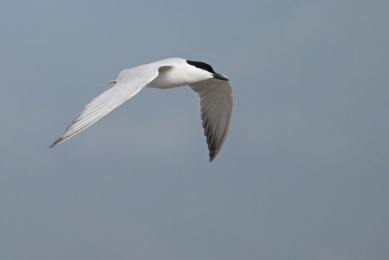 Gull-billed tern (Gelochelidon nilotica)