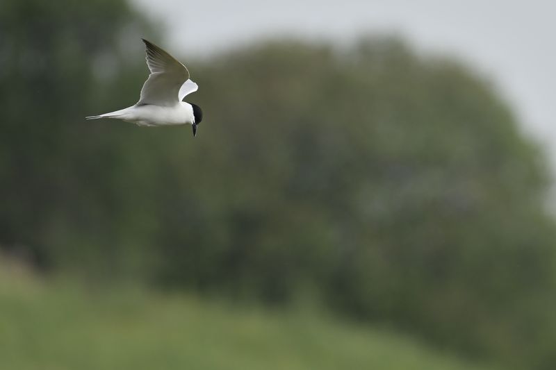 Gull-billed tern (Gelochelidon nilotica)
