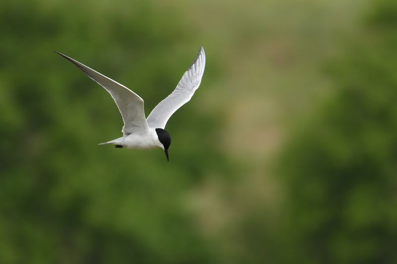 Gull-billed tern (Gelochelidon nilotica)